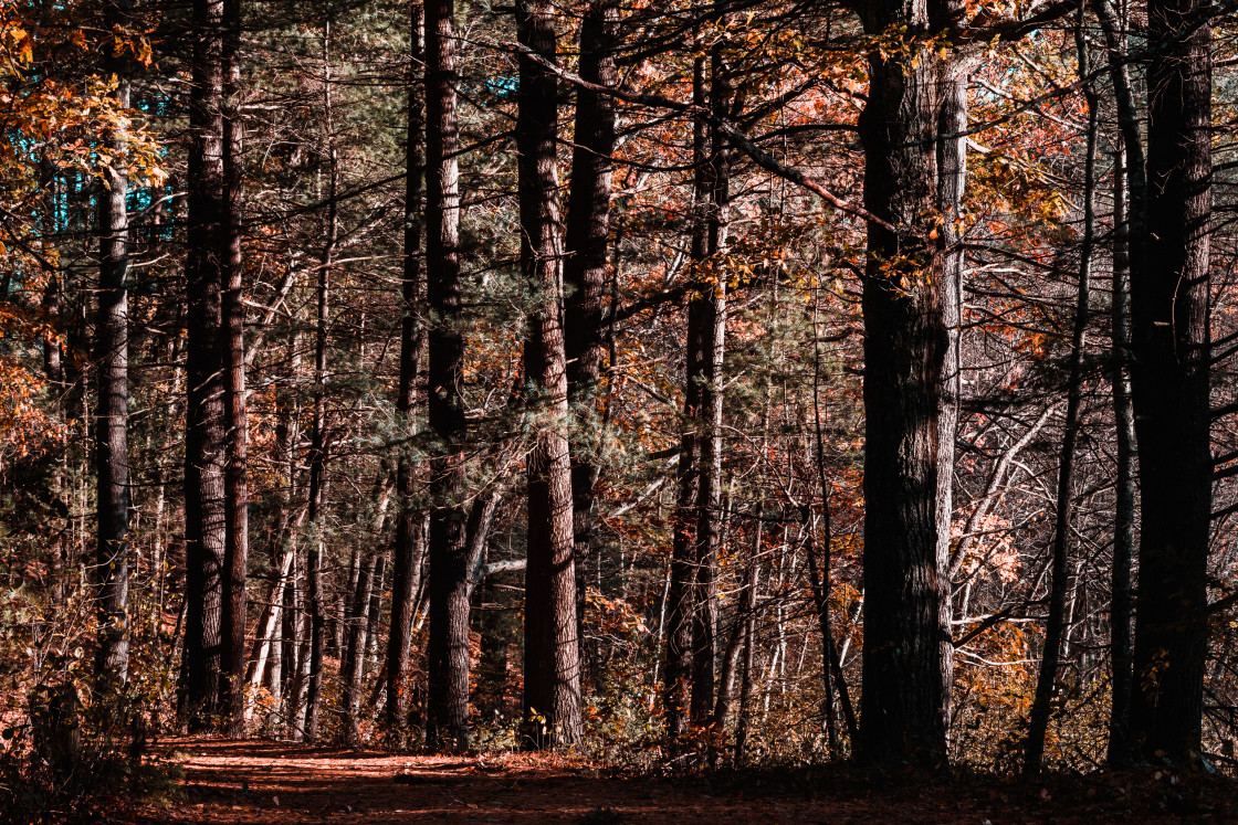 "Beautiful Forest Scene during Autumn in New England" stock image