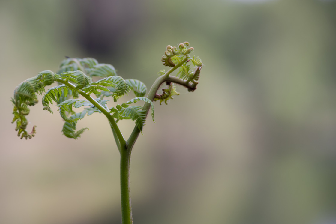 "Young braken shoots (Pteridium aquilinum) against a pleasing bokeh" by Gordon England - $12.24 "Young braken shoots (Pteridium aquilinum) against a pleasing bokeh" stock image