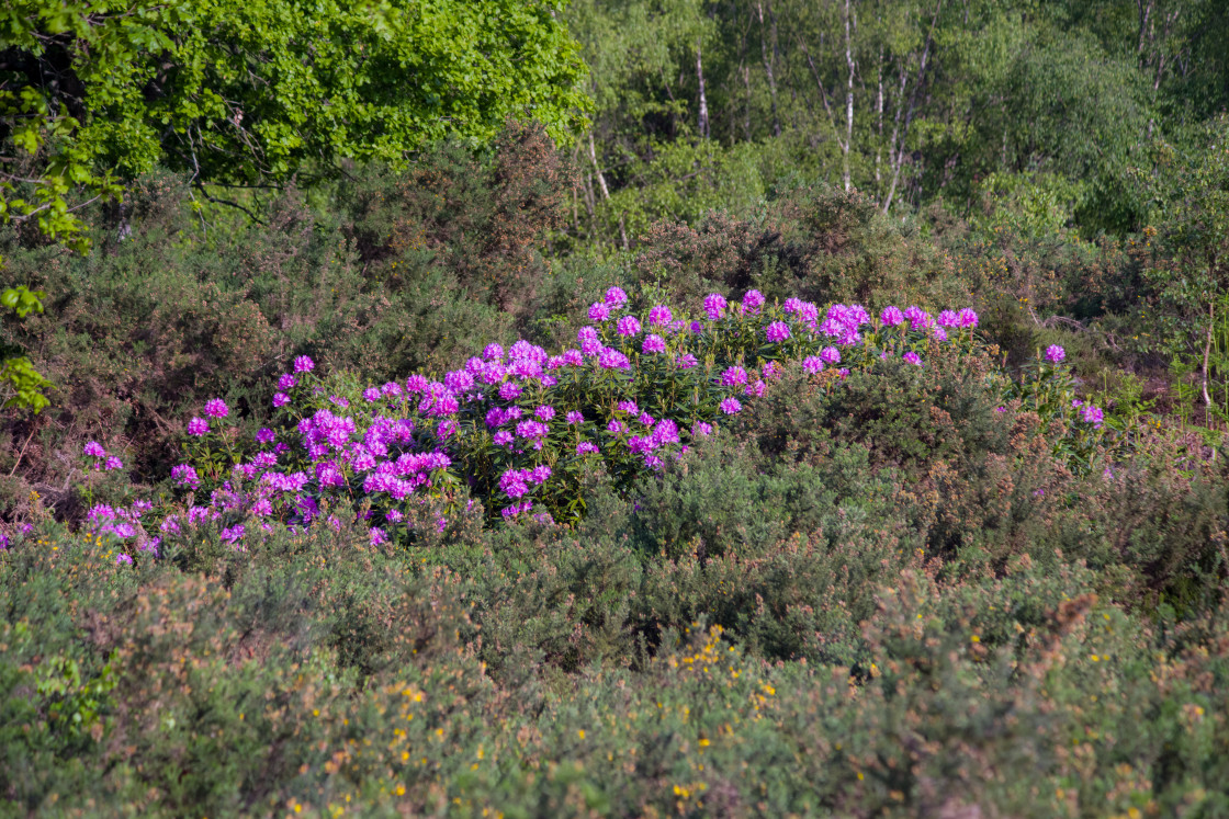 "Rhododendron Shrub Flowering" by Gordon England - $12.24 "Rhododendron Shrub Flowering" stock image