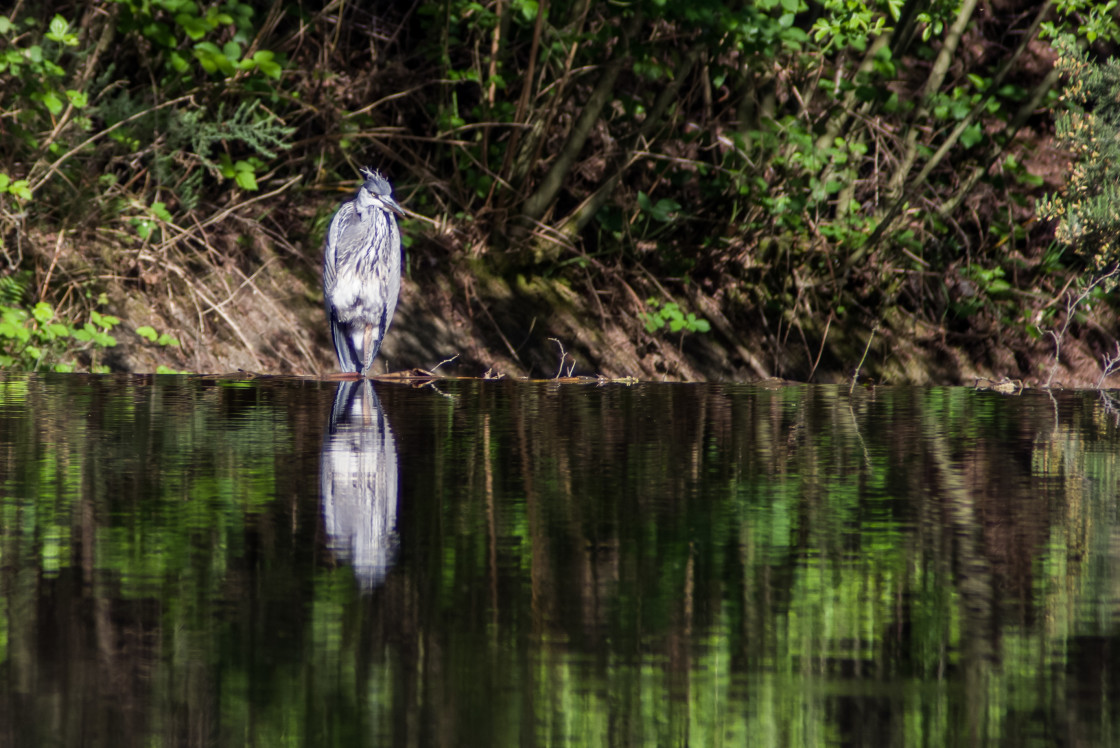"Grey Heron (Ardea cinerea)" by Gordon England - $12.70 "Grey Heron (Ardea cinerea)" stock image