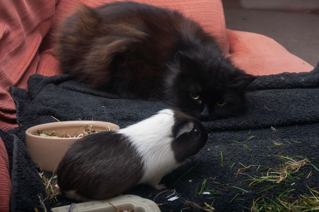 "Cat and Guinea Pig" stock image