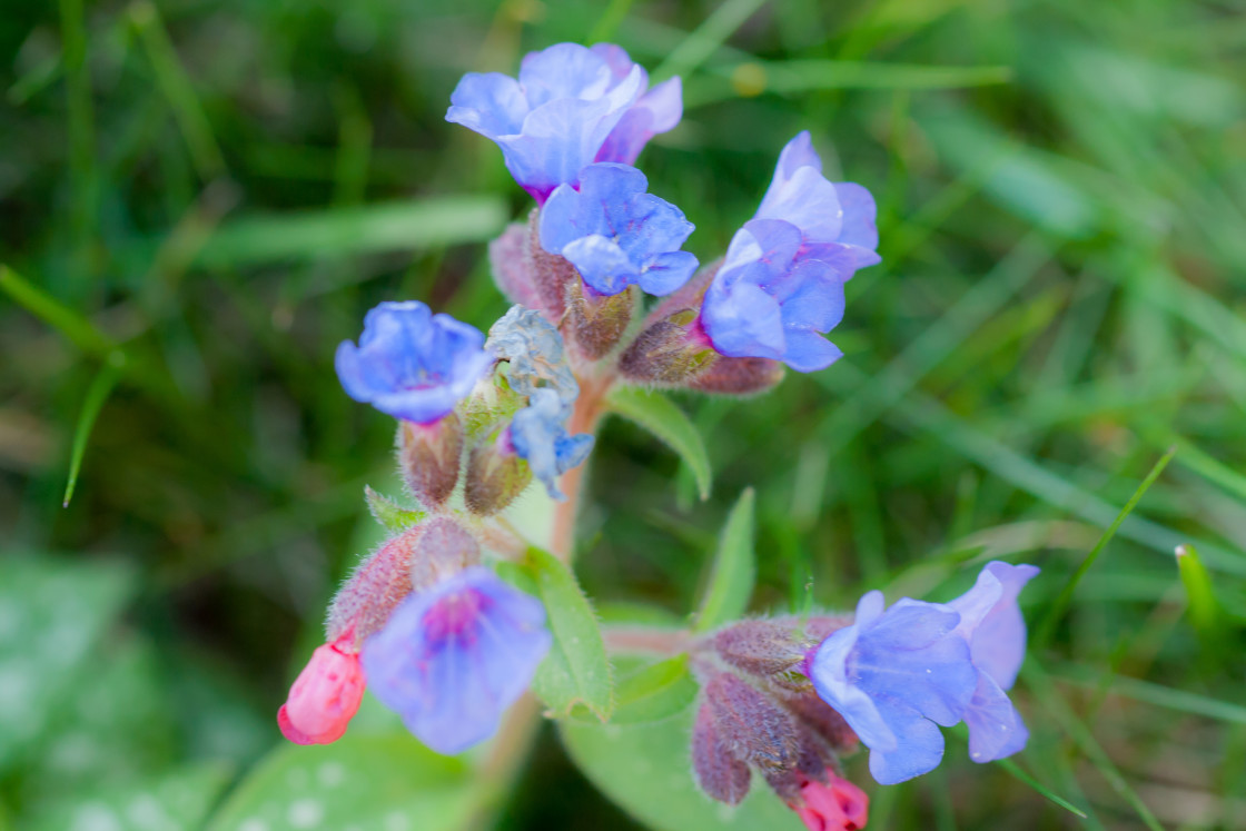 "Lungwort Flowers" by Gordon England - $12.07 "Lungwort Flowers" stock image
