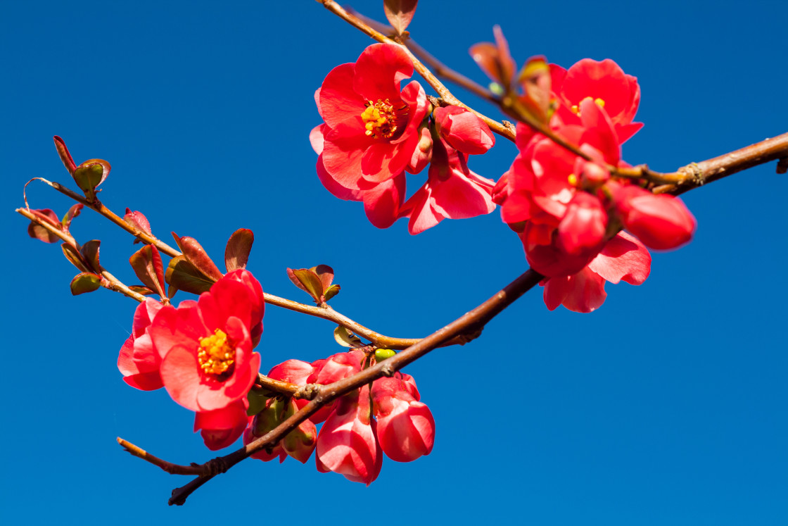 "Japanese Quince," stock image