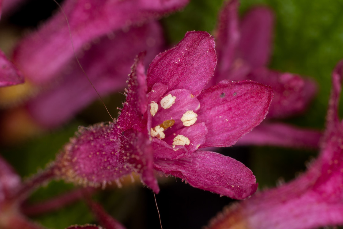 "Flowering Currant Flower Macro" by Gordon England - $12.20 "Flowering Currant Flower Macro" stock image