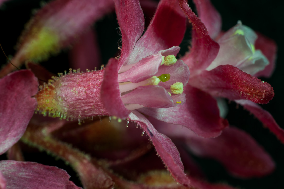 "Flowering Currant Flower Macro" by Gordon England - $12.20 "Flowering Currant Flower Macro" stock image