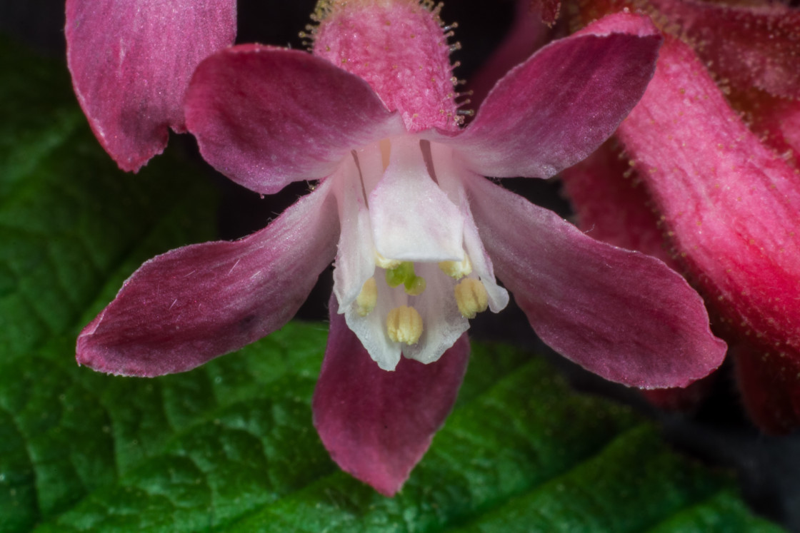 "Flowering Currant Flower Macro" by Gordon England - $12.09 "Flowering Currant Flower Macro" stock image