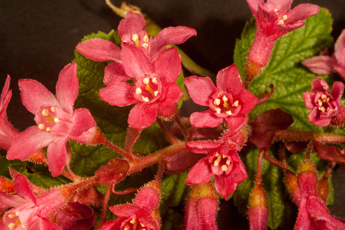 "Flowering Currant Flower Macro" by Gordon England - $12.12 "Flowering Currant Flower Macro" stock image
