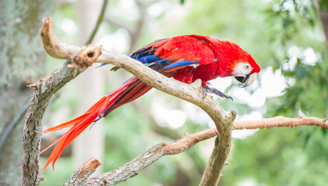 "Macaw" stock image