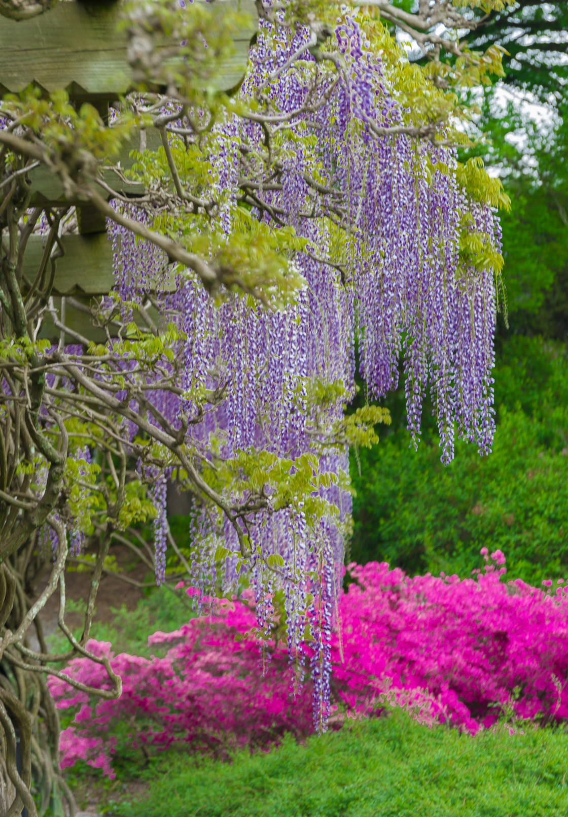 "Flowers" stock image