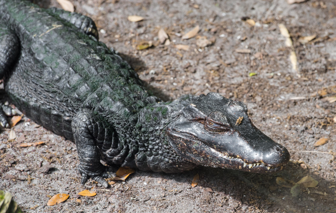 "Baby American alligator" stock image