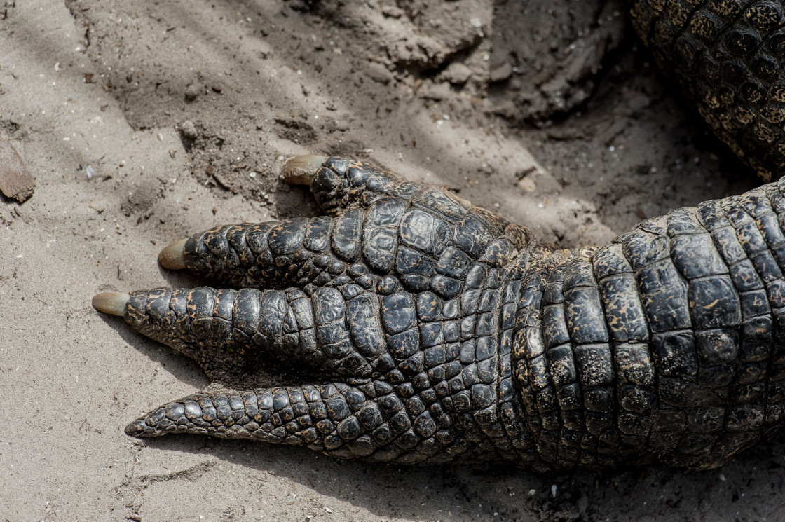 "American alligator claw" stock image