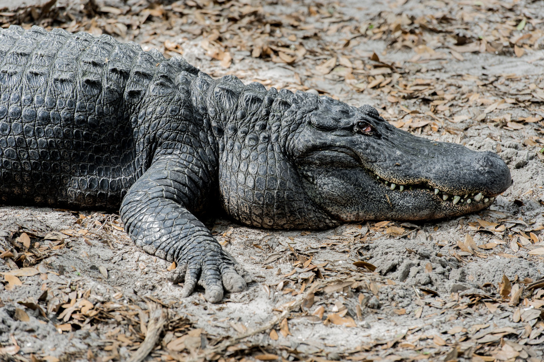 "American alligator" stock image