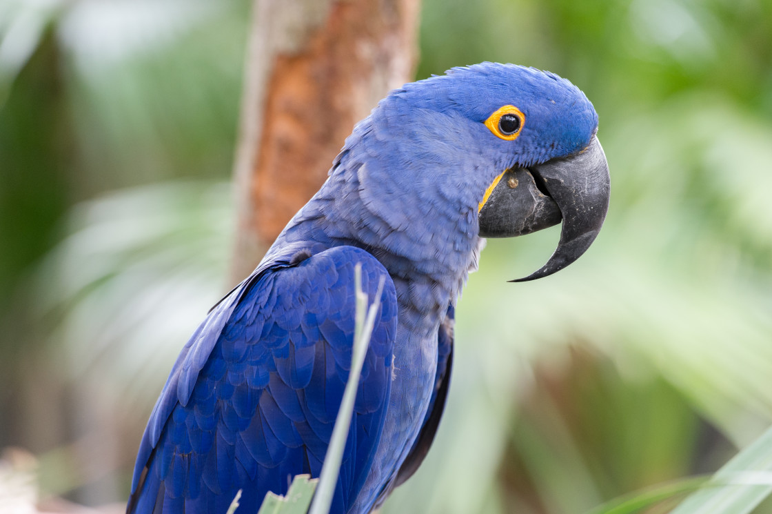 "Macaw" stock image