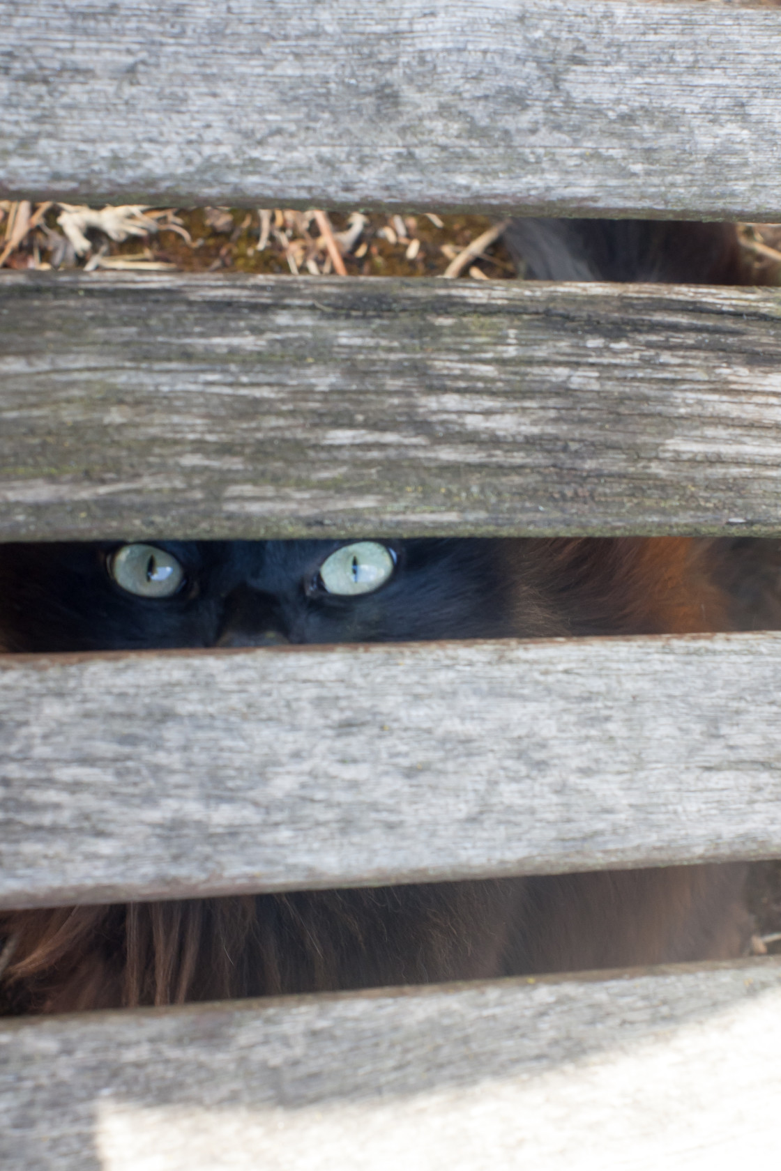 "Mischievous Cat" stock image