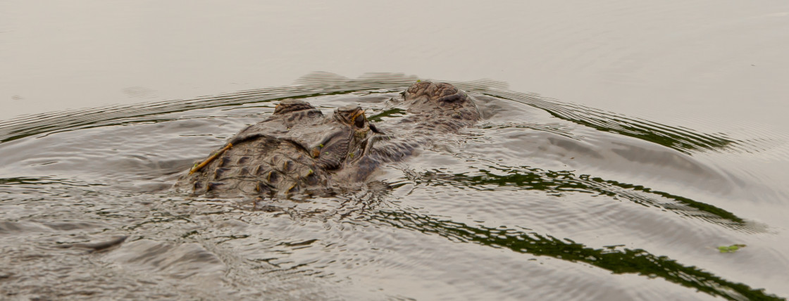 "Alligator swimming" stock image