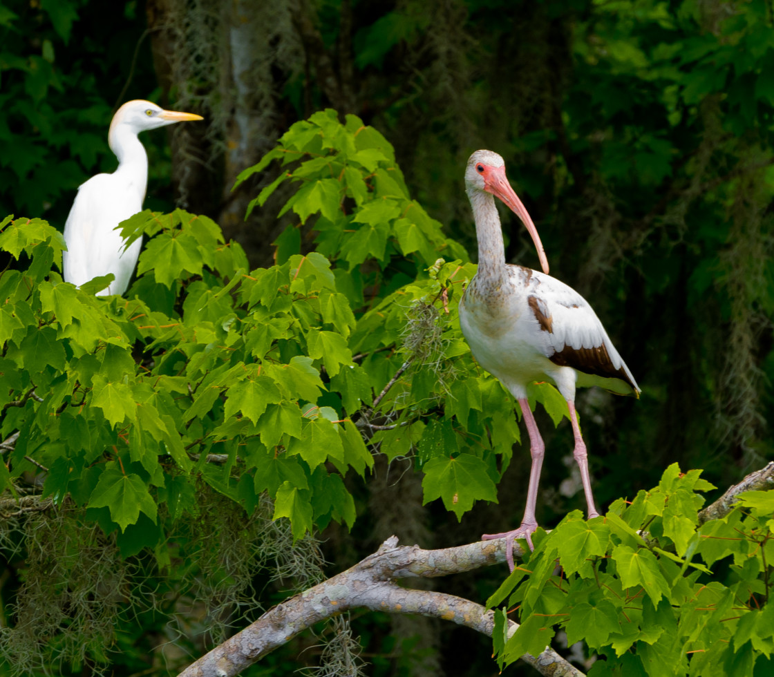 "Egret and heron" stock image