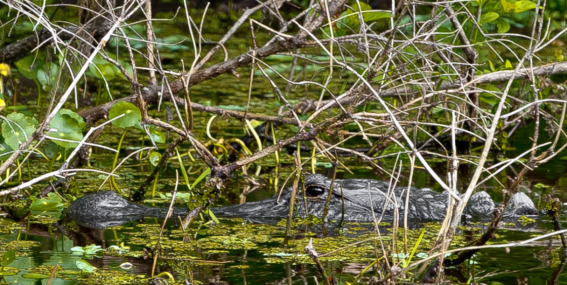 "Alligator swimming" stock image