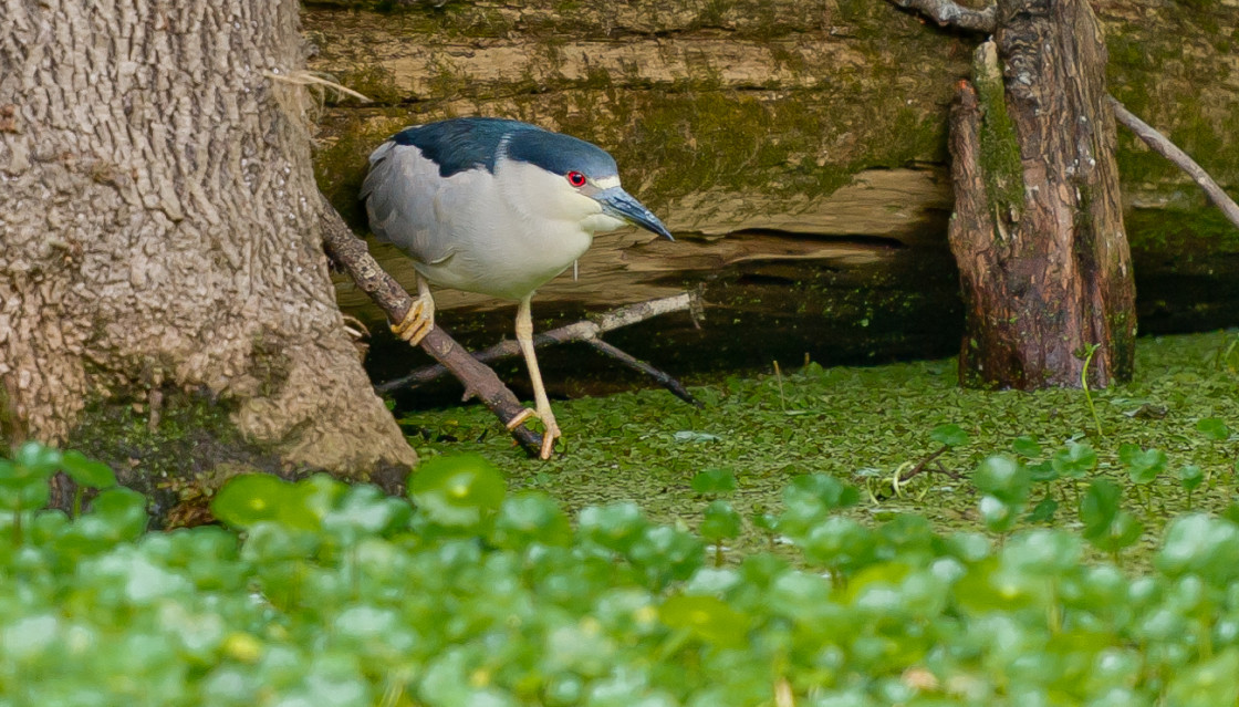 "River bird" stock image