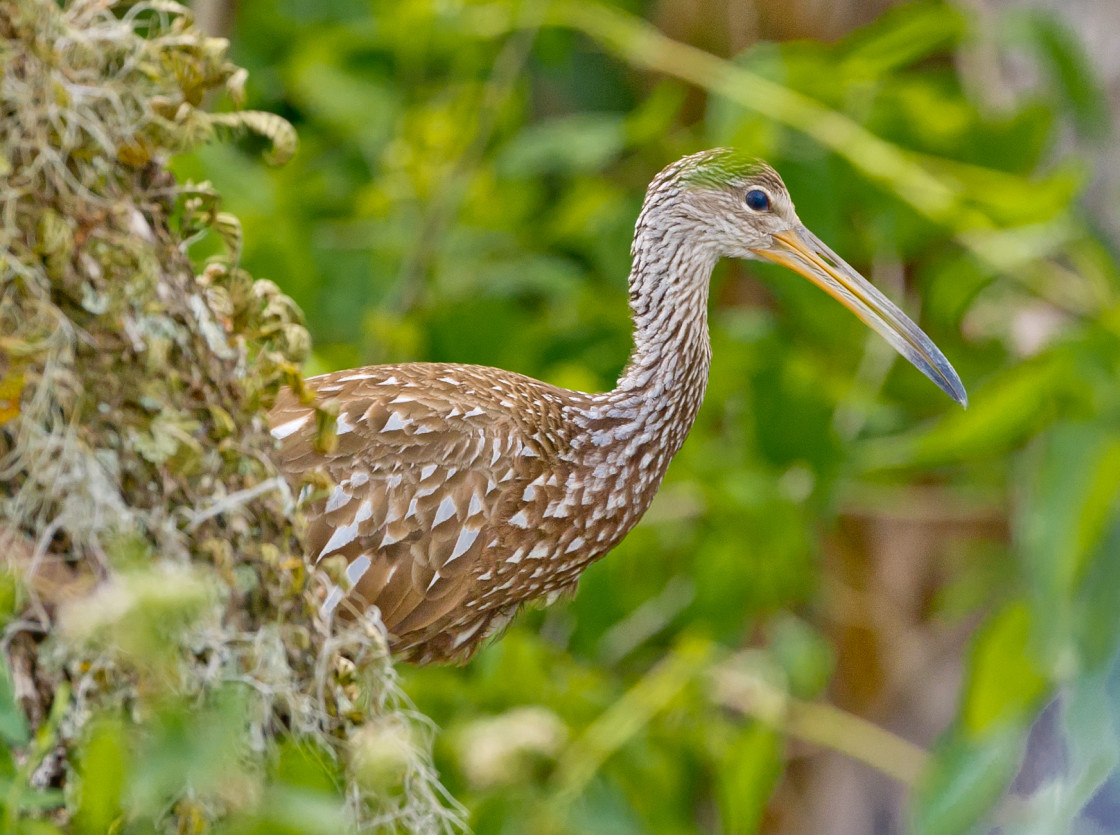 "Swamp bird" stock image