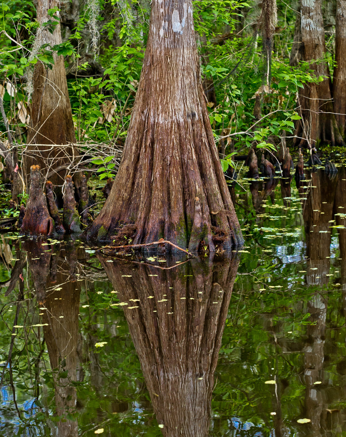 "Cypress tree" stock image