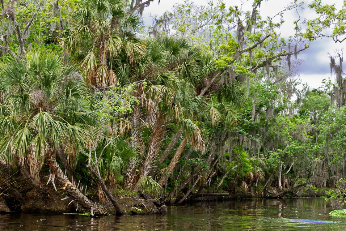 "Swamp and trees" stock image