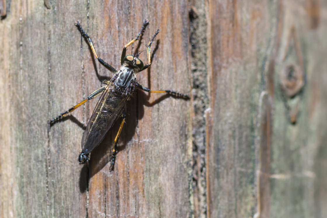 "Robberfly" stock image