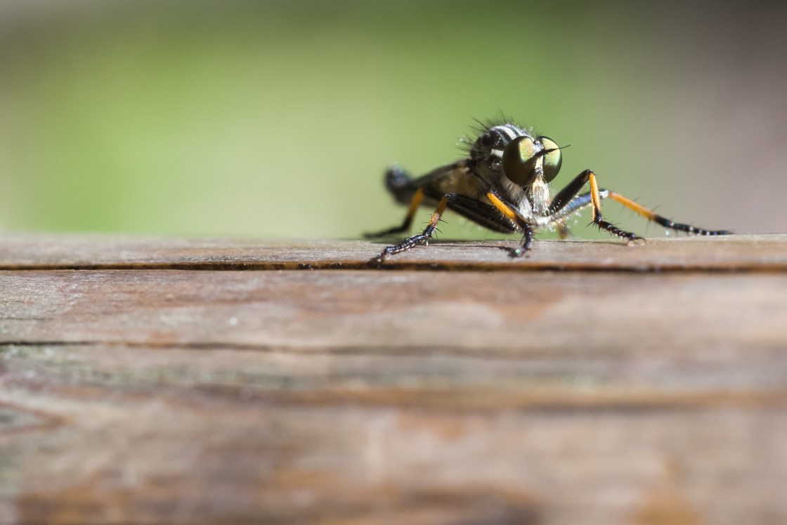 "Common Awl Robberfly" stock image