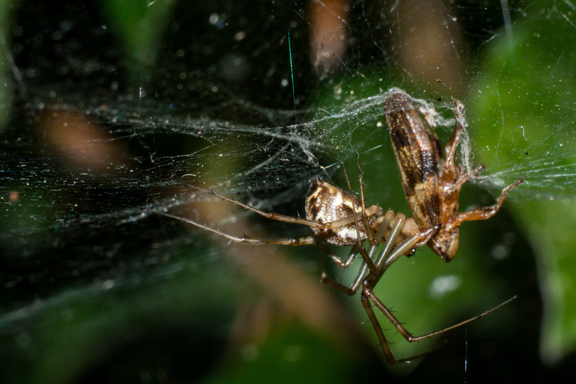 "Spider with Prey" stock image