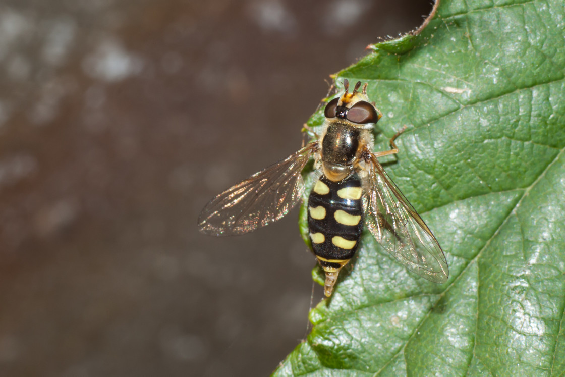 "Hoverfly" stock image