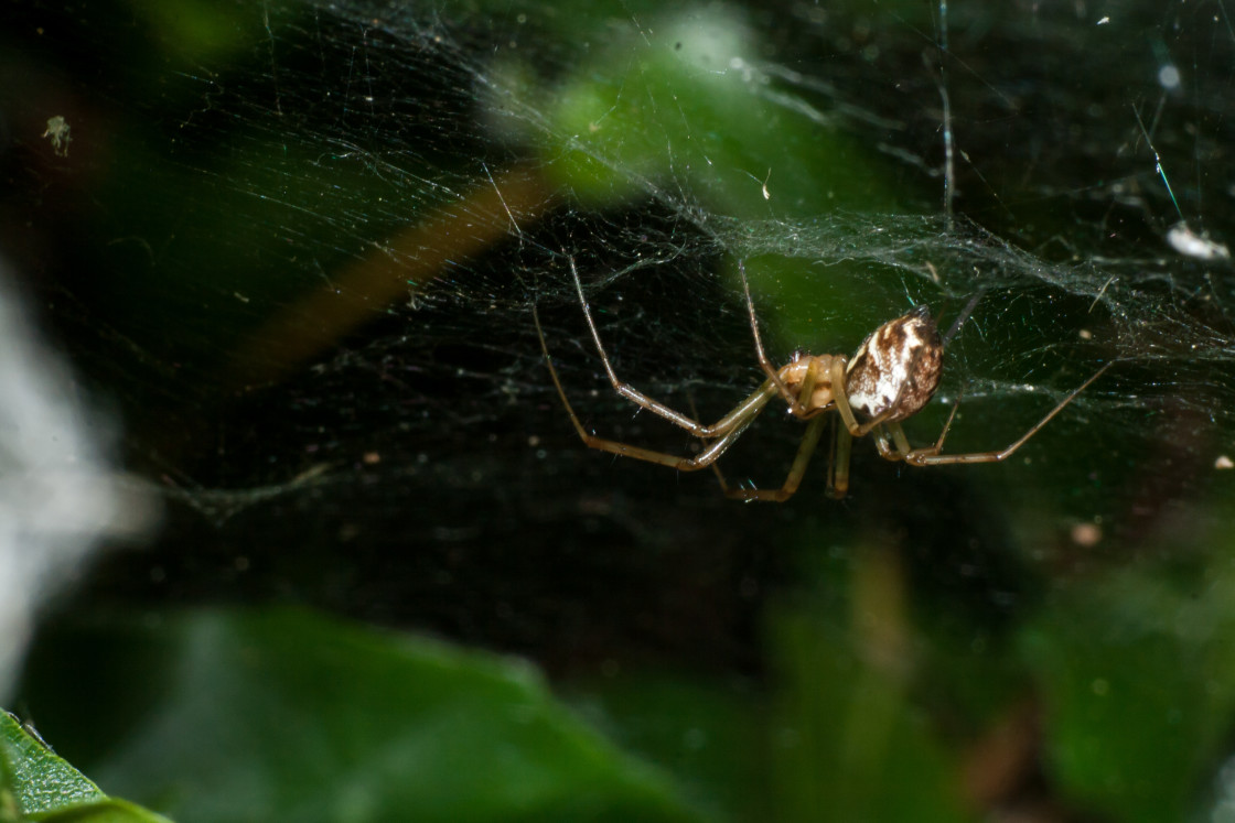 "Sheet Web Spider" stock image