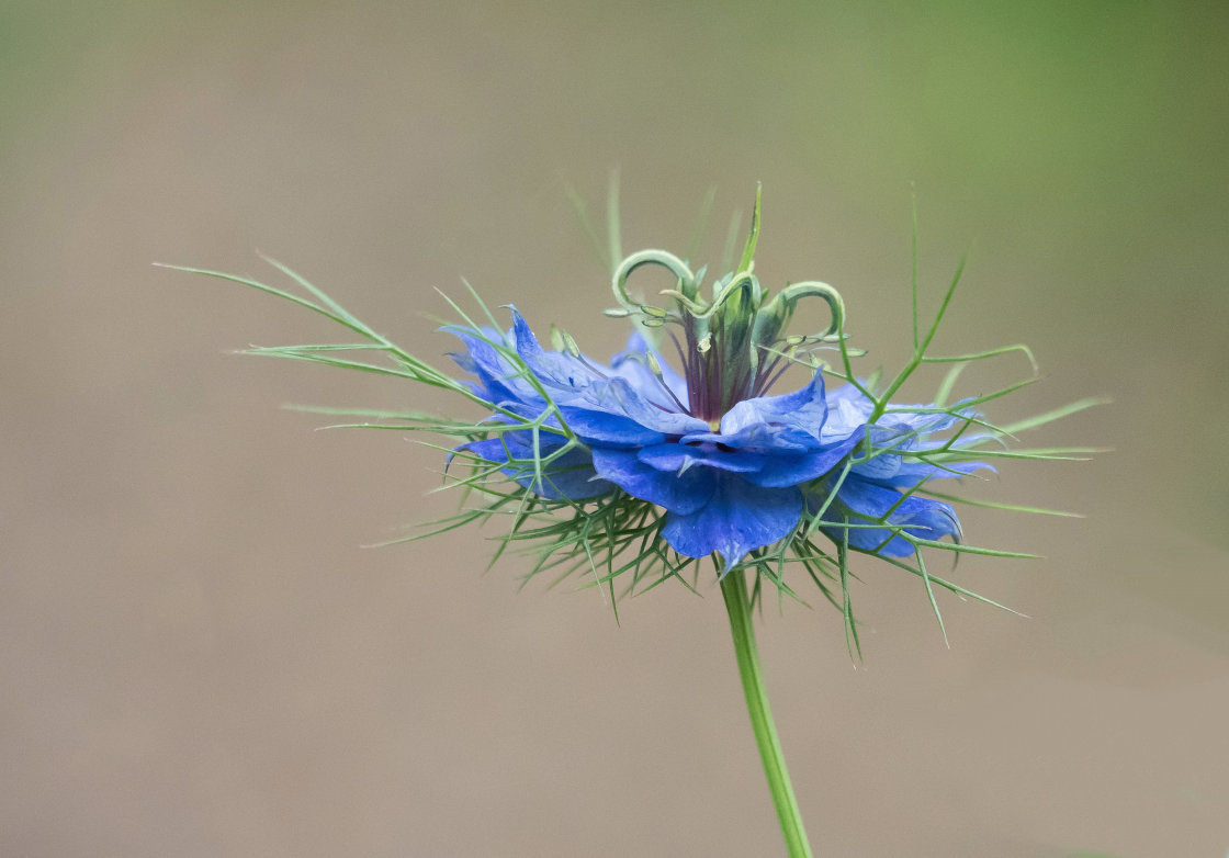 "Nigella Flower (aka Love In A Mist)" stock image