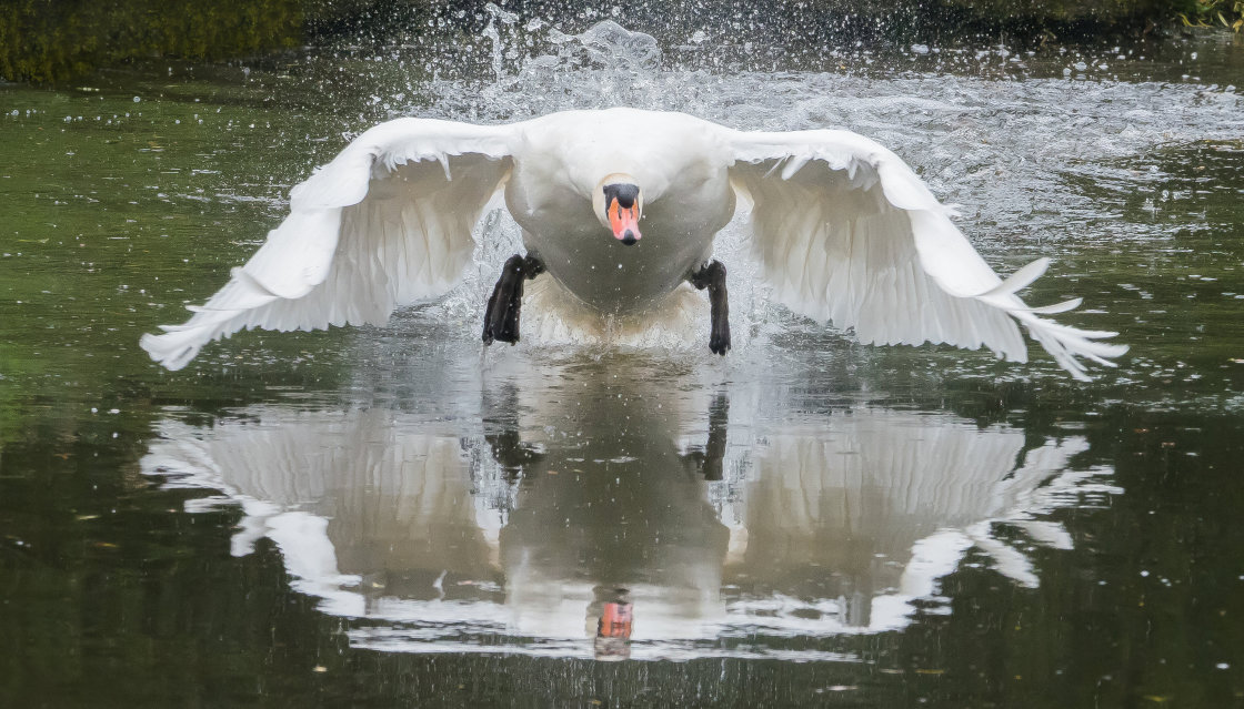 "Swan Action" stock image