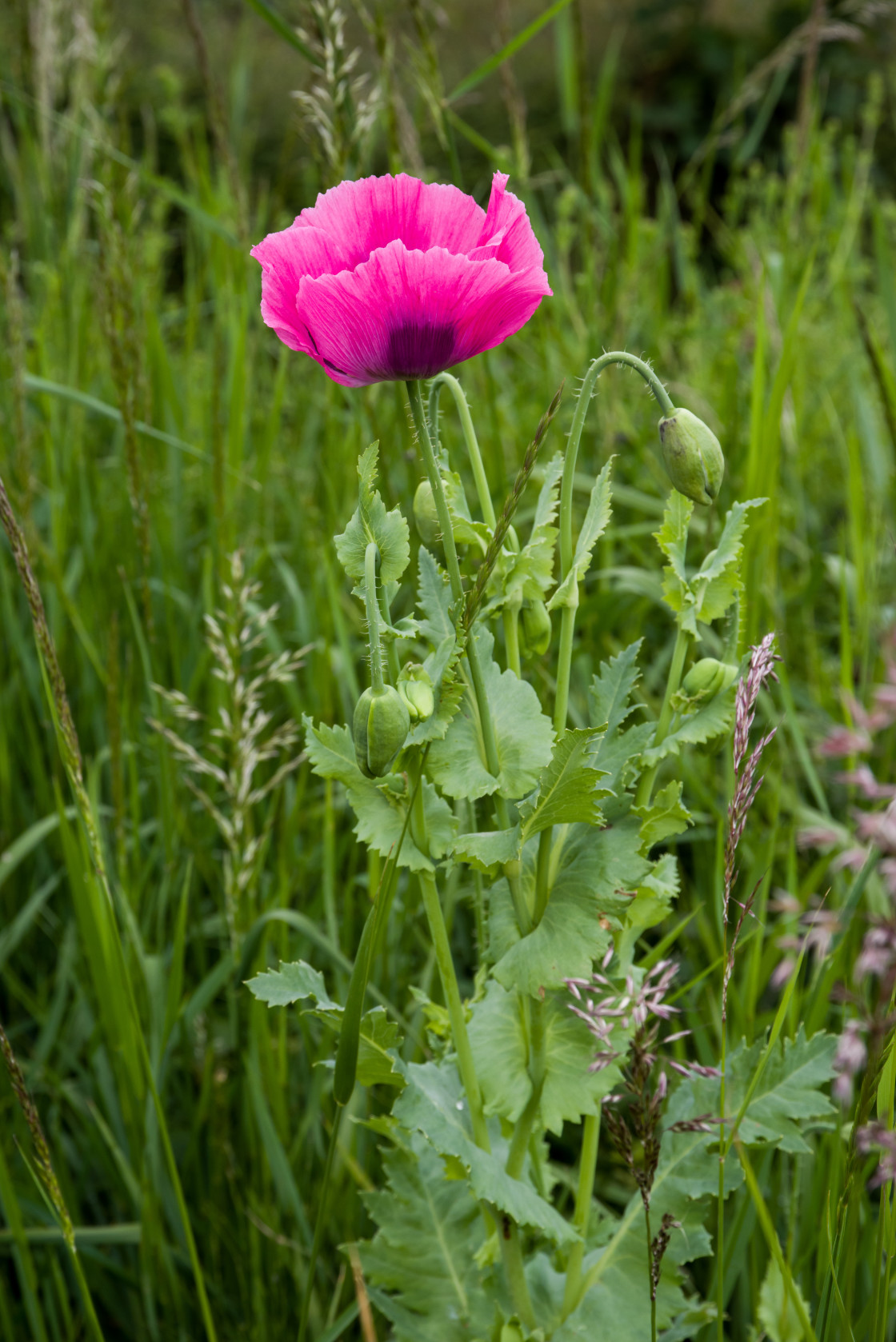 "Poppy Flower" by Gordon England - $12.24 "Poppy Flower" stock image