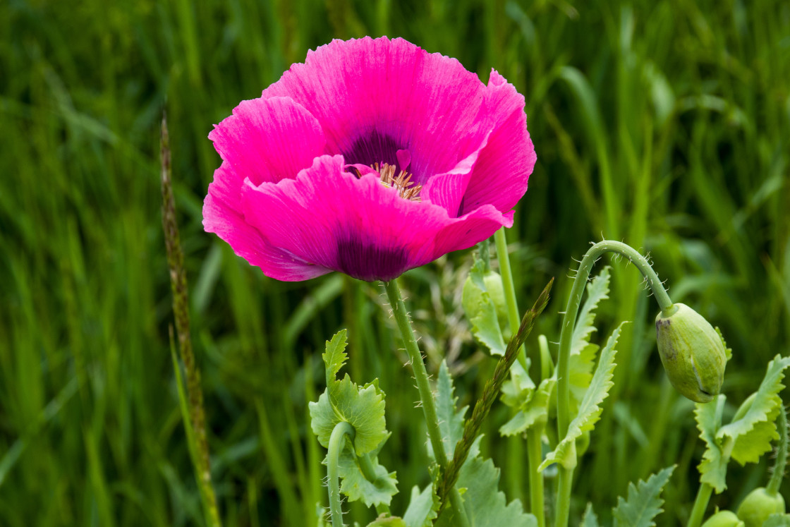 "Poppy Flower" by Gordon England - $12.20 "Poppy Flower" stock image
