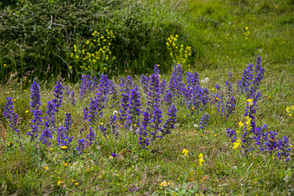 "Viper's Bugloss (Echium vulgare)" by Gordon England - $12.20 "Viper's Bugloss (Echium vulgare)" stock image
