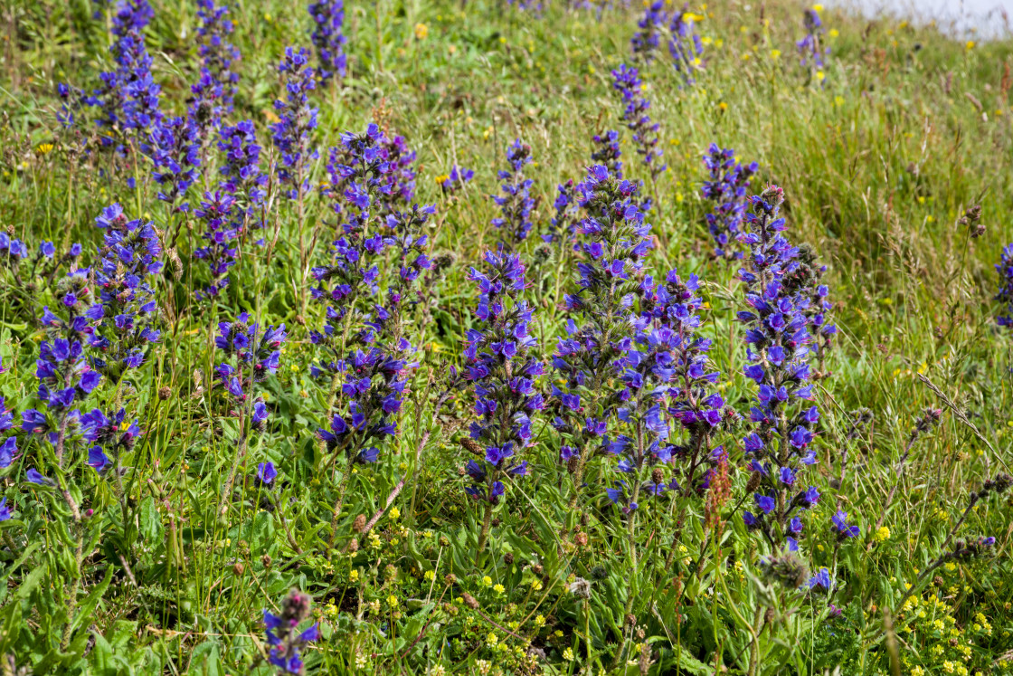 "Viper's Bugloss (Echium vulgare)" by Gordon England - $12.12 "Viper's Bugloss (Echium vulgare)" stock image