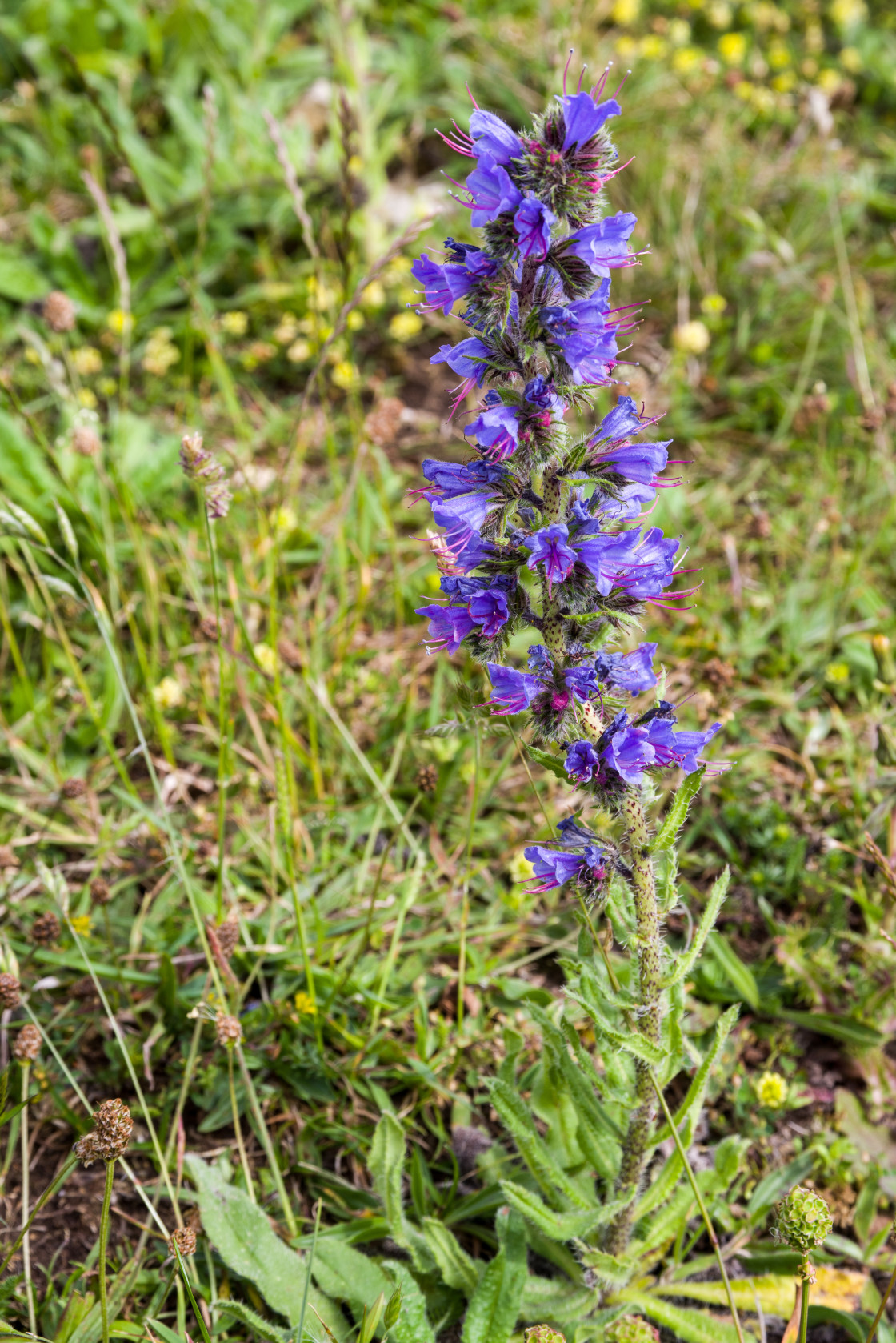 "Viper's Bugloss (Echium vulgare)" by Gordon England - $12.24 "Viper's Bugloss (Echium vulgare)" stock image