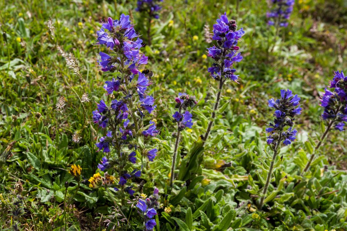 "Viper's Bugloss" by Gordon England - $12.07 "Viper's Bugloss" stock image