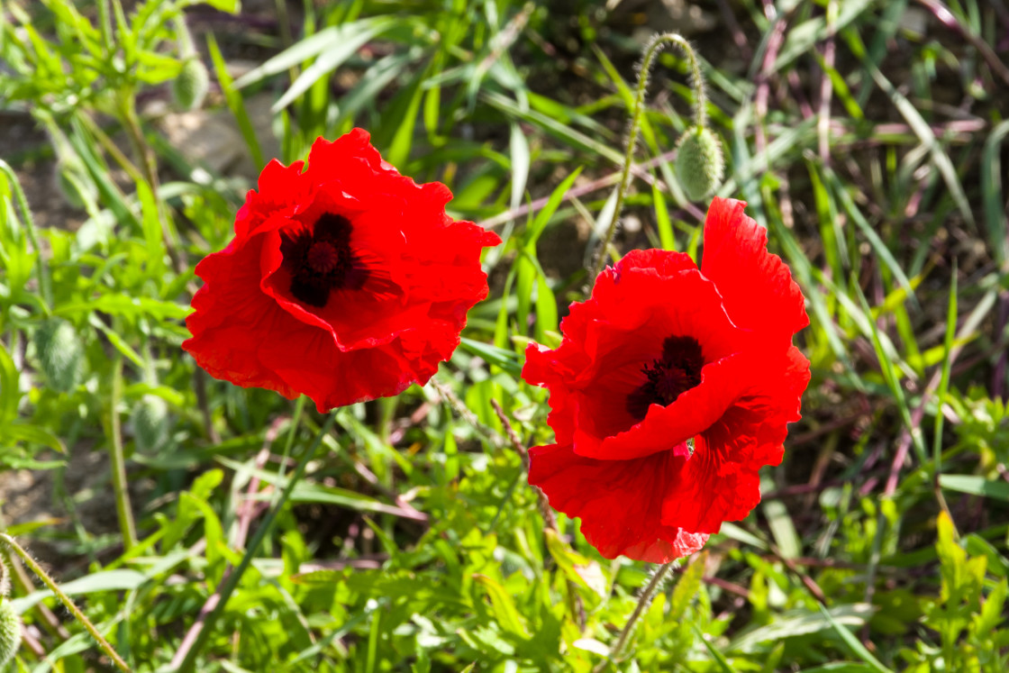 "Red Poppy" stock image