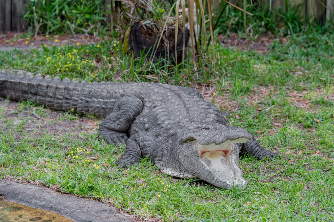 "Alligator" stock image