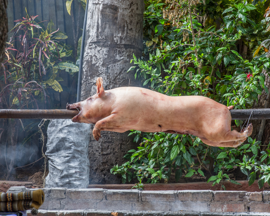 "Pig roasting on a spit" stock image