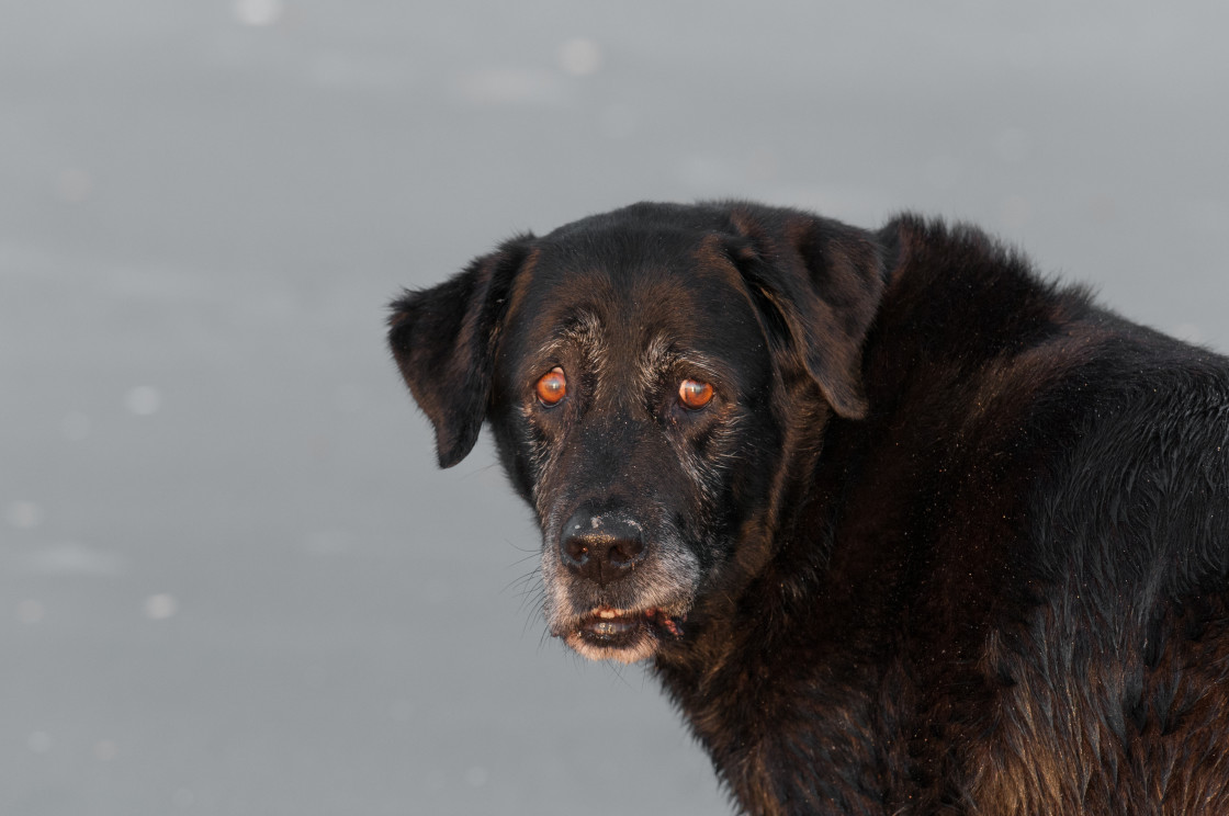 "Beach dog" stock image