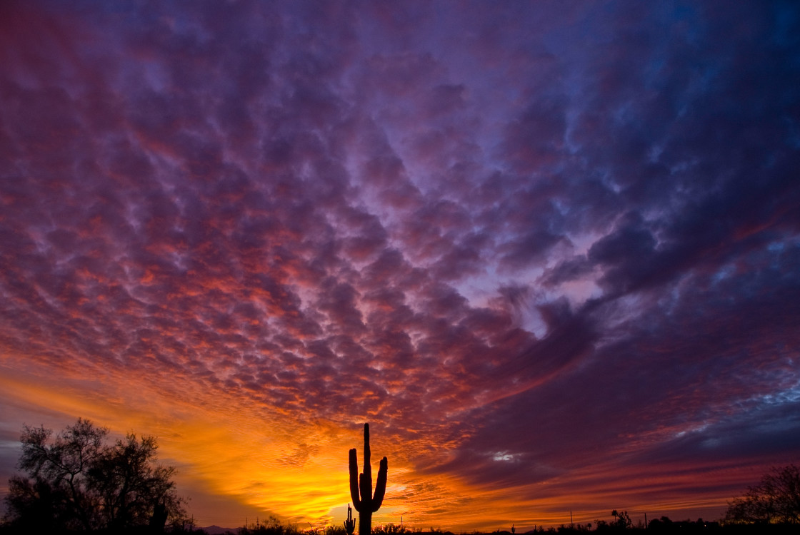 "Arizona sunset with cactus" stock image