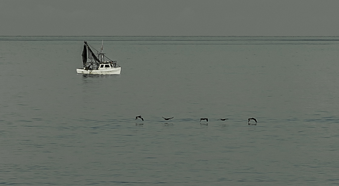 "Shrimp boat with pelicans" stock image