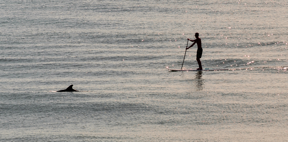 "SUP and dolphin" stock image