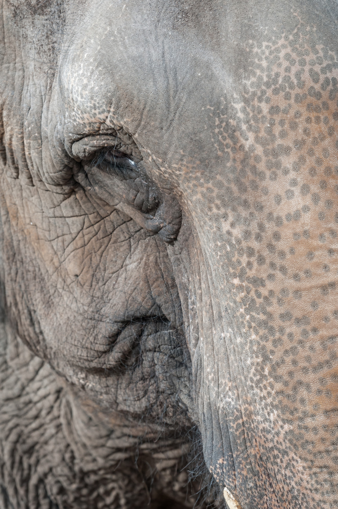 "Old elephant" stock image