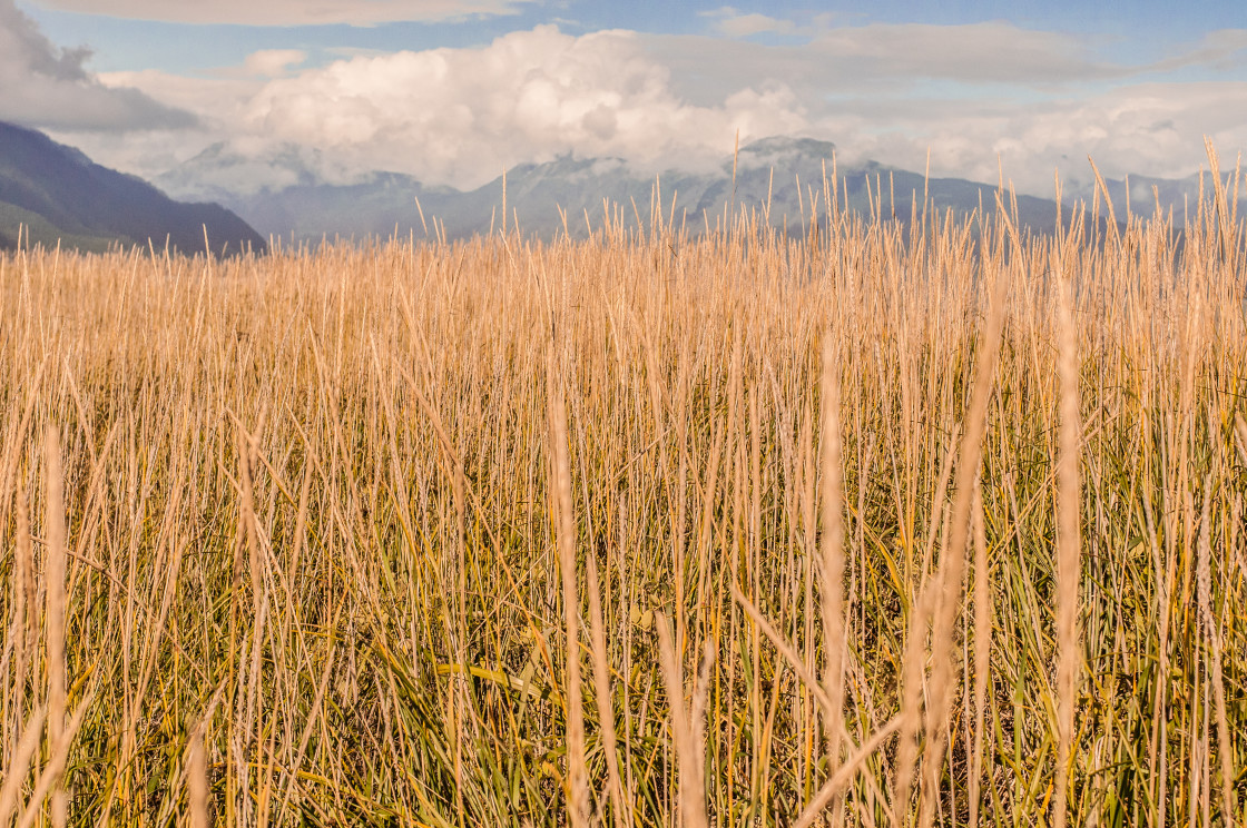 "Field and mountains" stock image