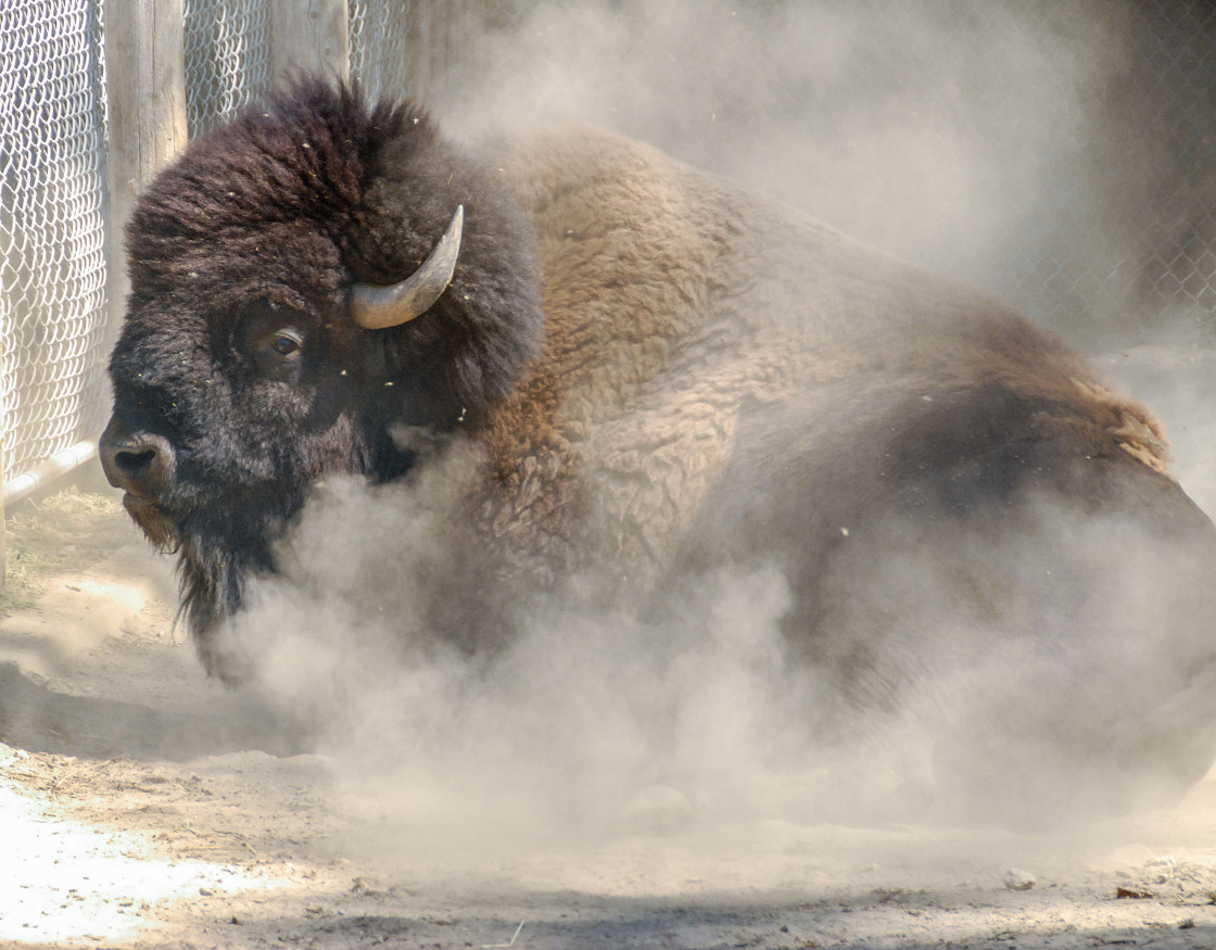 "Buffalo" stock image