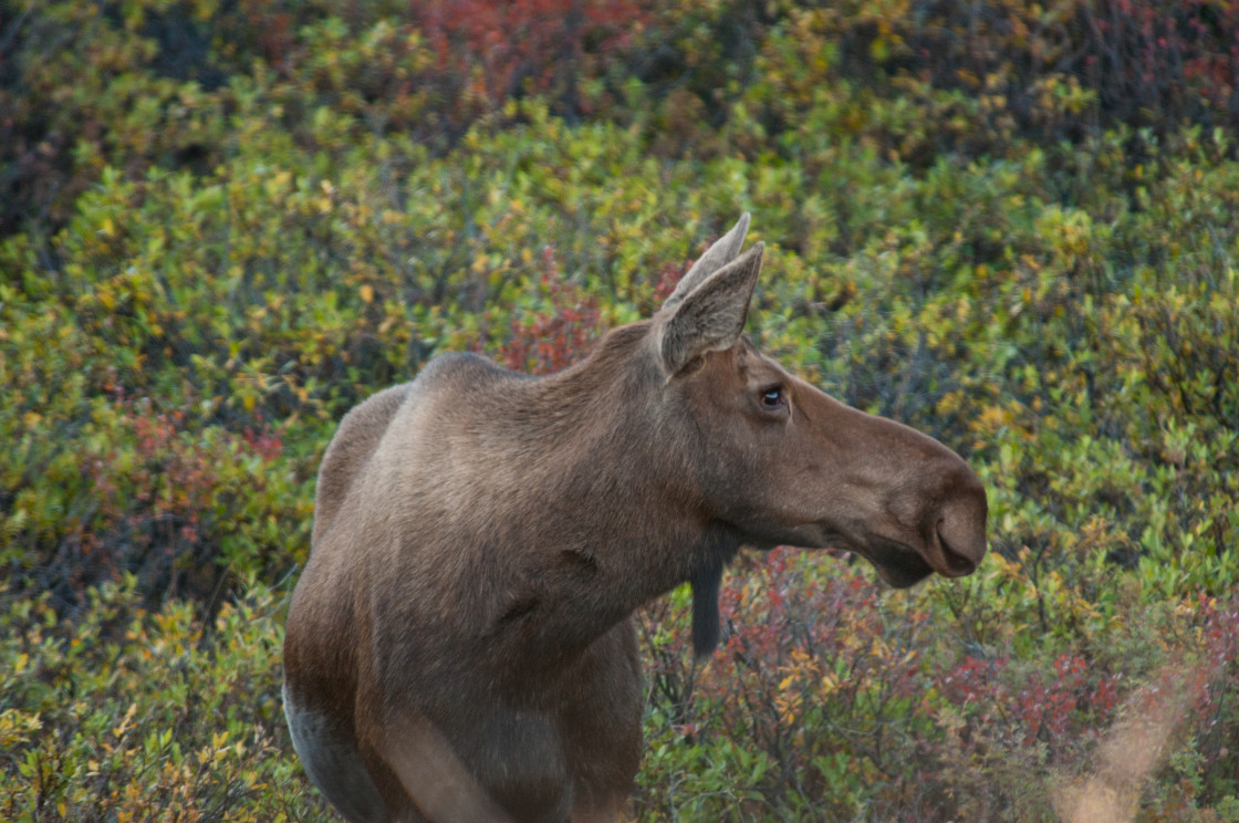 "Moose" stock image