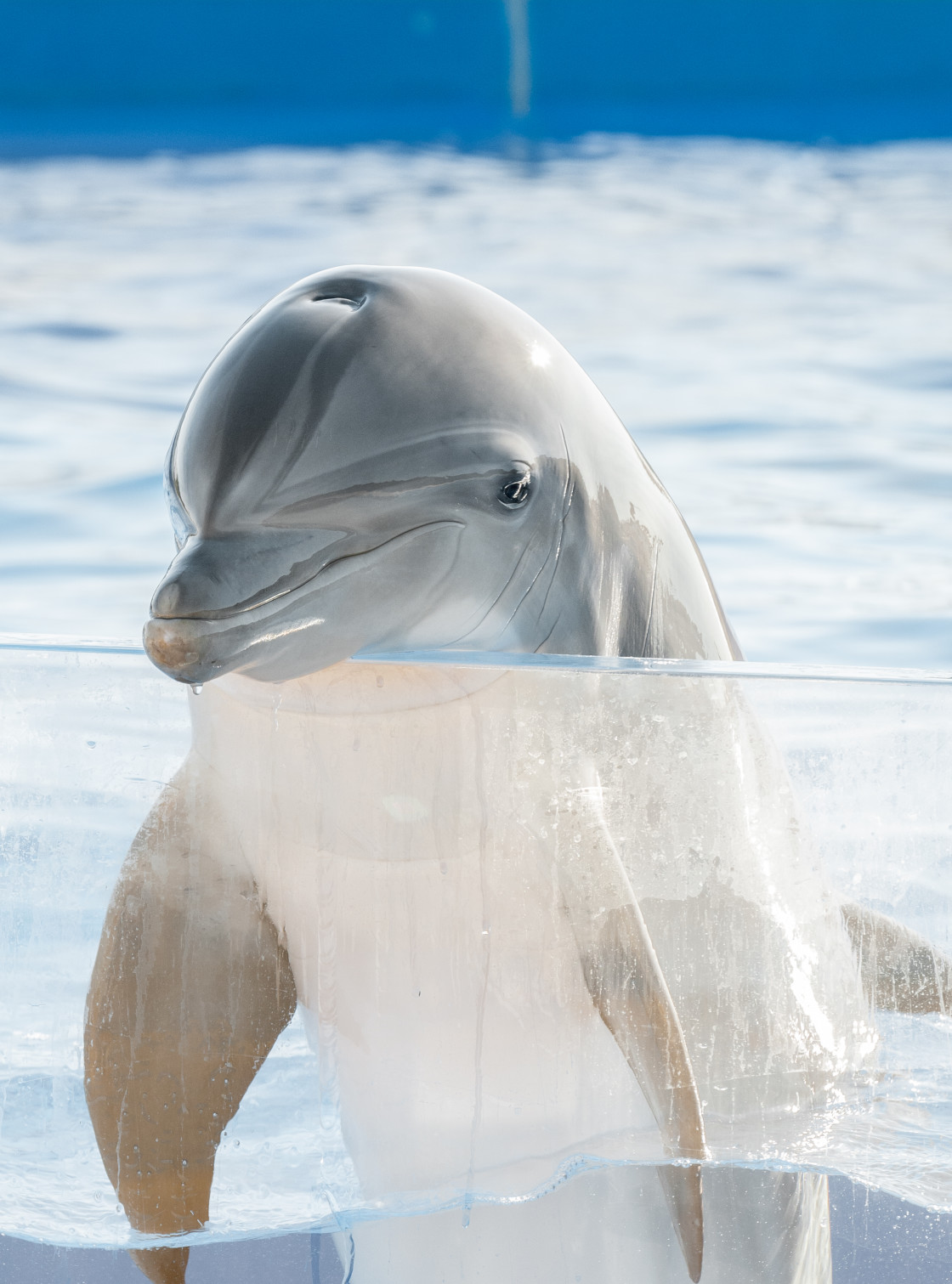 "Atlantic bottle nosed dolphin" stock image